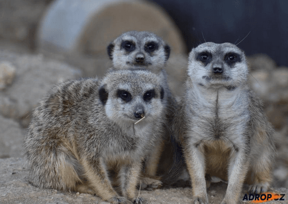 Na jeden den ošetřovatelem v ZOO