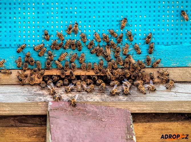 Včelí terapie v sauně, masáž a relaxace na úlech