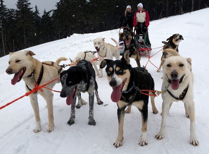 Mushing - jízda psím spřežením