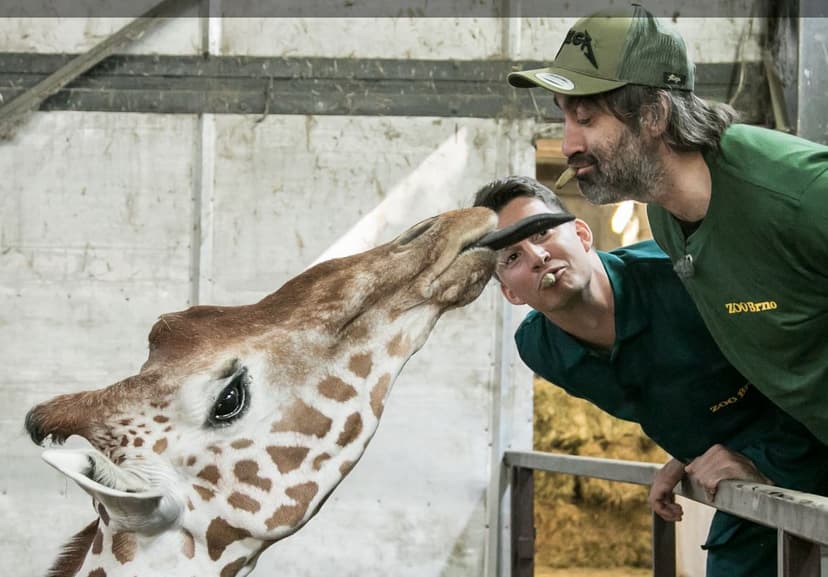 Ošetřovatelem v ZOO