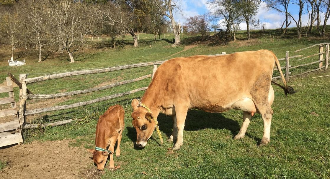 Na den farmářem na Farmě Košík