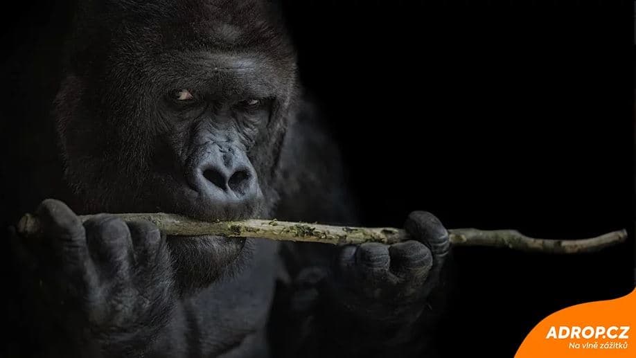Kurz fotografování zvířat v zoo