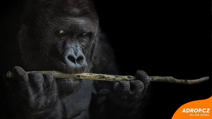 Kurz fotografování zvířat v zoo